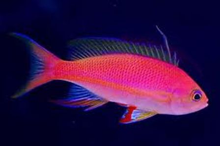 Resplendent Anthias – Exotic Sealife