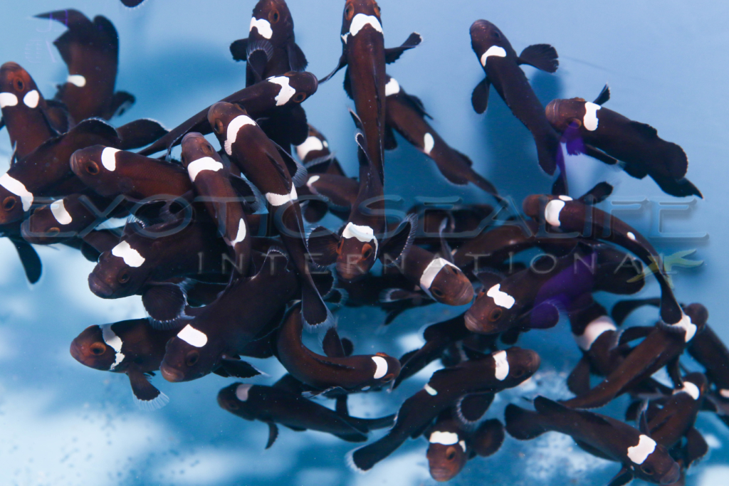 Black Misbar Clownfish Exotic Sealife