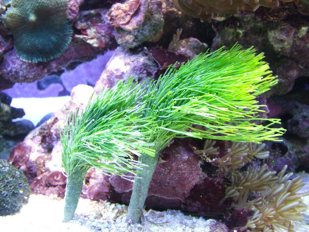 Shaving Brush Algea Exotic Sealife