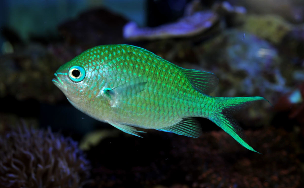 Green Chromis – Exotic Sealife