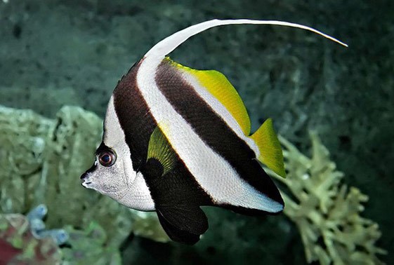 Heniochus Bannerfish – Exotic Sealife