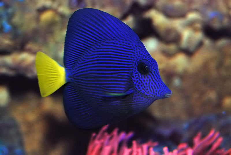 Purple Tang – Exotic Sealife