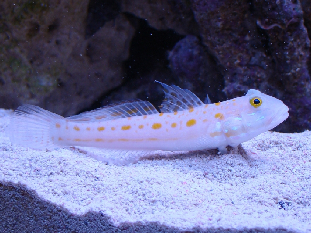 Diamond Goby – Exotic Sea Life