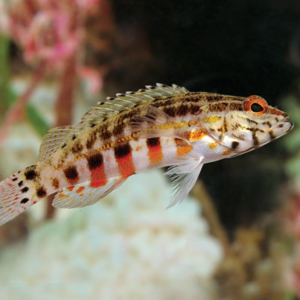 Lantern Basslet – Exotic Sealife