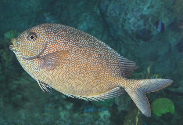 Orange Spot Rabbitfish – Exotic Sealife