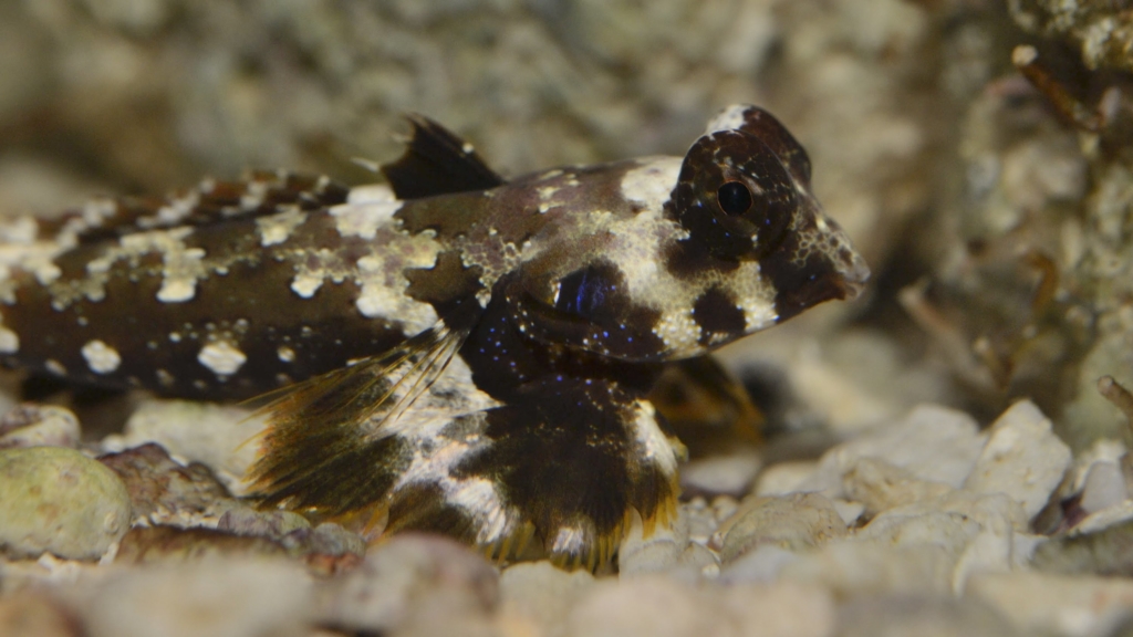 Scooter Blenny – Exotic Sealife