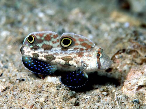 Goby – Exotic Sea Life