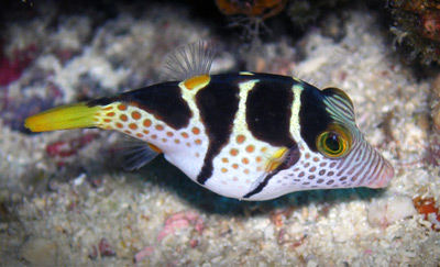 Valentinni’s Sharpnose Puffer – Exotic Sealife