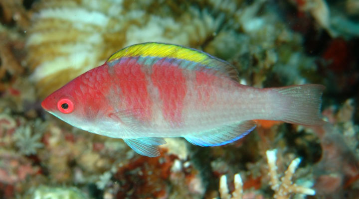 Wrasses – Exotic Sea Life