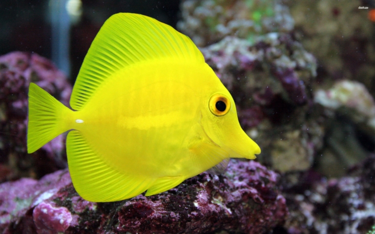 Yellow Tang small – Exotic Sealife