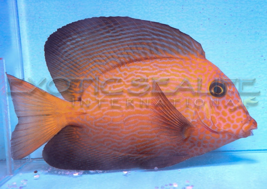 chevron tang fish