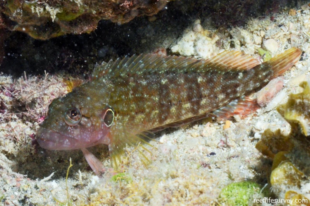 Hairy Blenny – Exotic Sealife