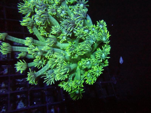 Green Goniopora