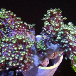 Alveopora