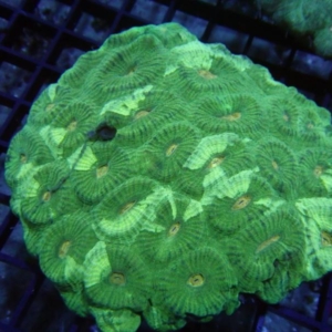 Goniastrea